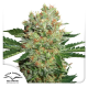Brainstorm - DUTCH PASSION | TanieSianie.pl