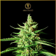 AK-01 - ANACONDA SEEDS | TanieSianie.pl