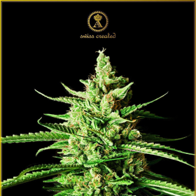 AK-01 - ANACONDA SEEDS | TanieSianie.pl