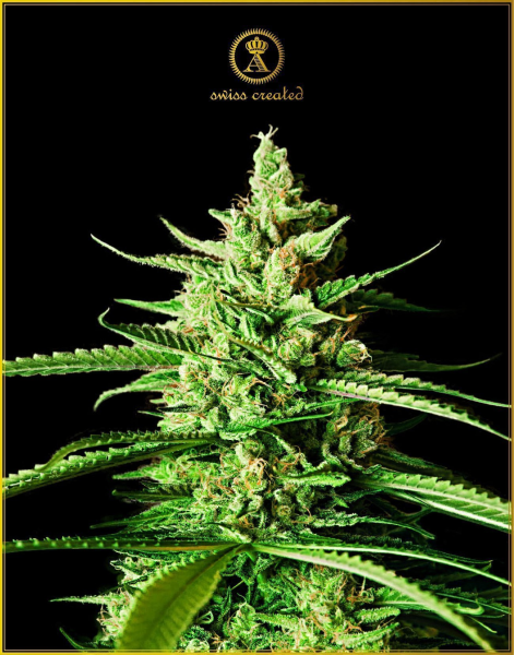 AK-01 - ANACONDA SEEDS | TanieSianie.pl