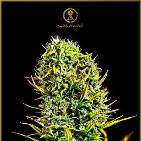 Amnesia Haze - ANACONDA SEEDS | TanieSianie.pl
