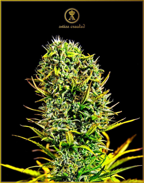 Amnesia Haze - ANACONDA SEEDS | TanieSianie.pl