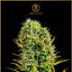 Anaconda - ANACONDA SEEDS | TanieSianie.pl