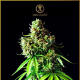Big Bubble - ANACONDA SEEDS | TanieSianie.pl