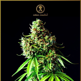 Big Bubble - ANACONDA SEEDS | TanieSianie.pl