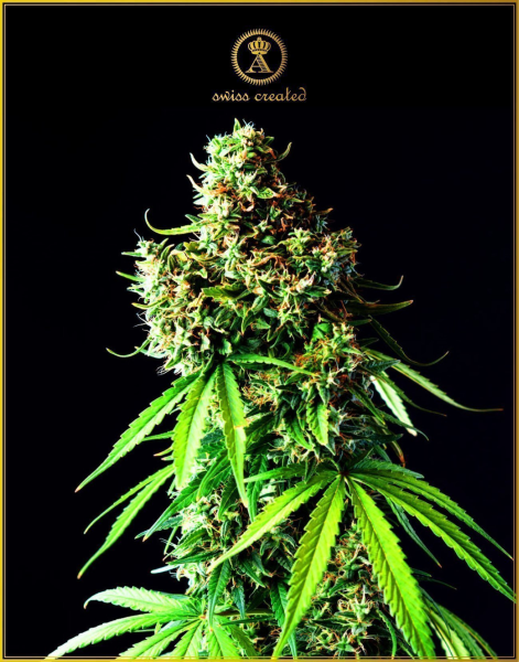 Big Bubble - ANACONDA SEEDS | TanieSianie.pl