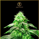 Hypnotic - ANACONDA SEEDS | TanieSianie.pl