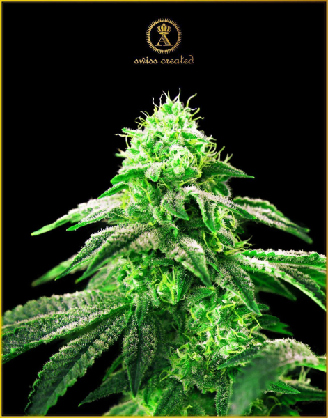 Hypnotic - ANACONDA SEEDS | TanieSianie.pl