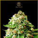 OG Kush - ANACONDA SEEDS | TanieSianie.pl