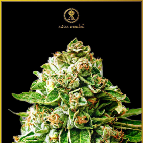 OG Kush - ANACONDA SEEDS | TanieSianie.pl