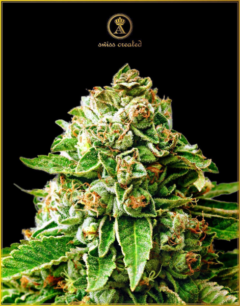 OG Kush - ANACONDA SEEDS | TanieSianie.pl