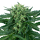 Sensi Amnesia Auto - SENSI SEEDS | TanieSianie.pl