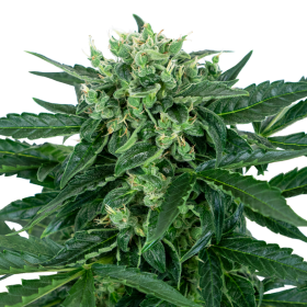 Sensi Amnesia Auto - SENSI SEEDS | TanieSianie.pl