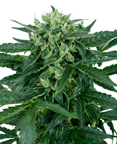 Sensi Amnesia Auto - SENSI SEEDS | TanieSianie.pl