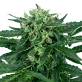 Sensi Amnesia Auto - SENSI SEEDS