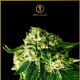 Russian Gold - ANACONDA SEEDS | TanieSianie.pl