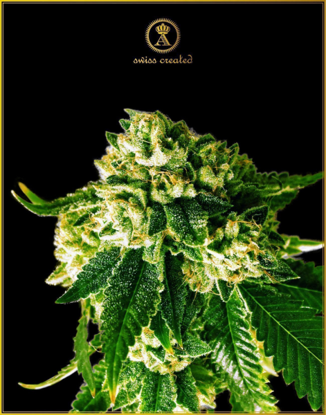 Russian Gold - ANACONDA SEEDS | TanieSianie.pl