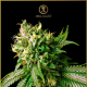 Strong Skunk - ANACONDA SEEDS | TanieSianie.pl