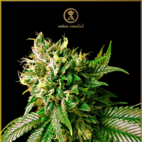 Strong Skunk - ANACONDA SEEDS | TanieSianie.pl