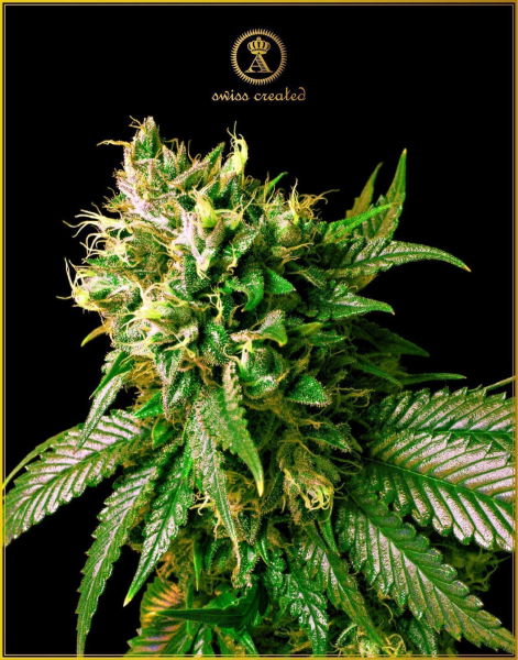 Strong Skunk - ANACONDA SEEDS | TanieSianie.pl