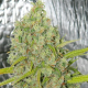 Orange Bud - DUTCH PASSION | TanieSianie.pl
