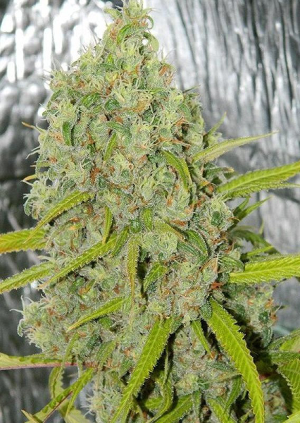 Orange Bud - DUTCH PASSION | TanieSianie.pl