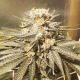 Brainstorm - DUTCH PASSION | TanieSianie.pl