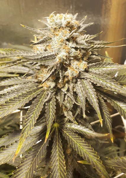 Brainstorm - DUTCH PASSION | TanieSianie.pl