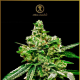White Widow - ANACONDA SEEDS | TanieSianie.pl
