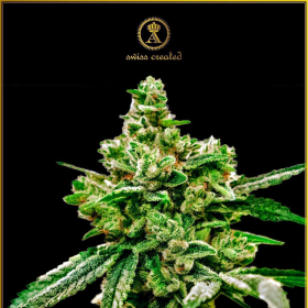 White Widow - ANACONDA SEEDS | TanieSianie.pl