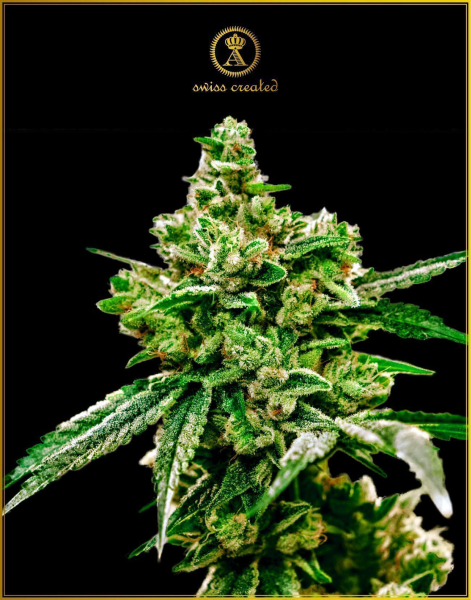 White Widow - ANACONDA SEEDS | TanieSianie.pl