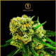 Amnesia Haze Auto - ANACONDA SEEDS | TanieSianie.pl