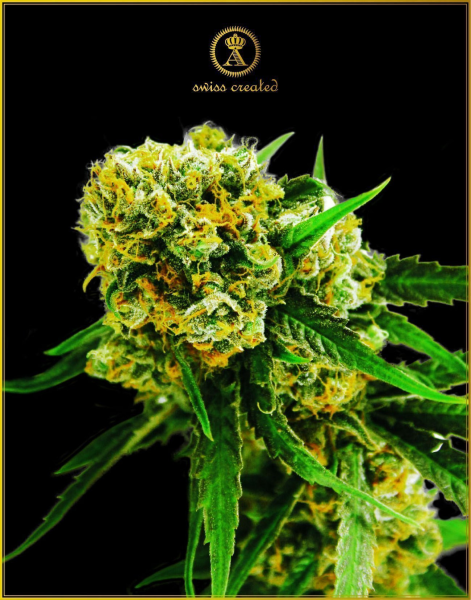 Amnesia Haze Auto - ANACONDA SEEDS | TanieSianie.pl