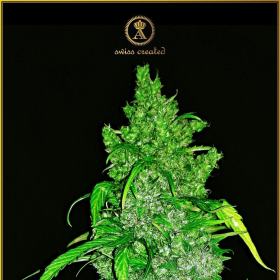 Anaconda Auto - ANACONDA SEEDS | TanieSianie.pl