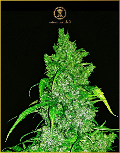 Anaconda Auto - ANACONDA SEEDS | TanieSianie.pl