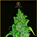 Anaconda Auto - ANACONDA SEEDS