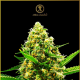 Hypnotic Auto - ANACONDA SEEDS | TanieSianie.pl