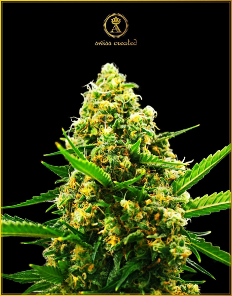 Hypnotic Auto - ANACONDA SEEDS | TanieSianie.pl