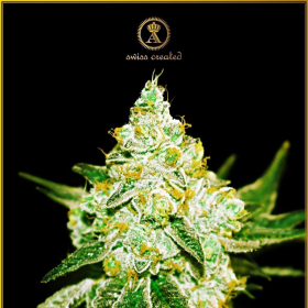 Northern Sky Auto - ANACONDA SEEDS | TanieSianie.pl