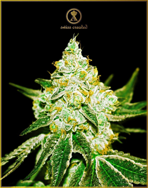 Northern Sky Auto - ANACONDA SEEDS | TanieSianie.pl