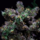 Haribo - R-KIEM SEEDS | TanieSianie.pl