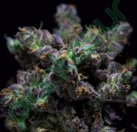 Haribo - R-KIEM SEEDS | TanieSianie.pl