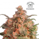 Brainstorm - DUTCH PASSION | TanieSianie.pl