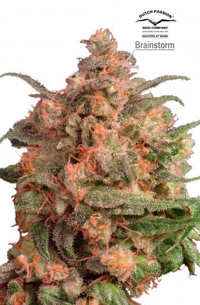 Brainstorm - DUTCH PASSION | TanieSianie.pl