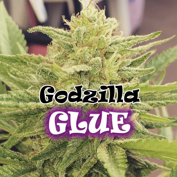 Godzilla Glue - DR UNDERGROUND | TanieSianie.pl