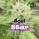 Soul Star - DR UNDERGROUND | TanieSianie.pl