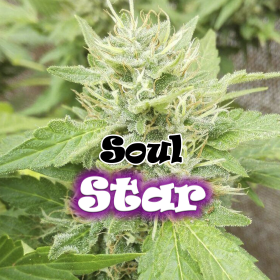 Soul Star - DR UNDERGROUND | TanieSianie.pl
