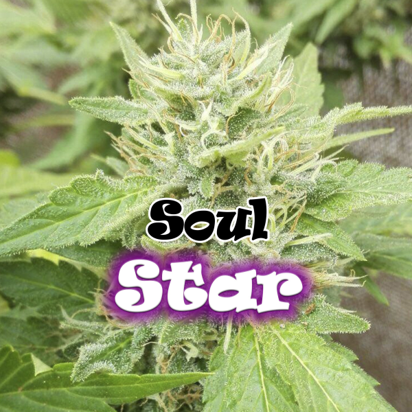 Soul Star - DR UNDERGROUND | TanieSianie.pl