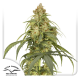 Auto CBD-Victory - DUTCH PASSION | TanieSianie.pl