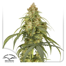 Auto CBD-Victory - DUTCH PASSION | TanieSianie.pl